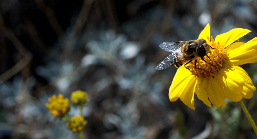 Arizona - Bee